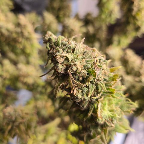 Royal Runtz   SCROG growlog timeline photo