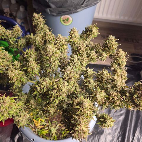 Critical    SCROG growlog timeline photo