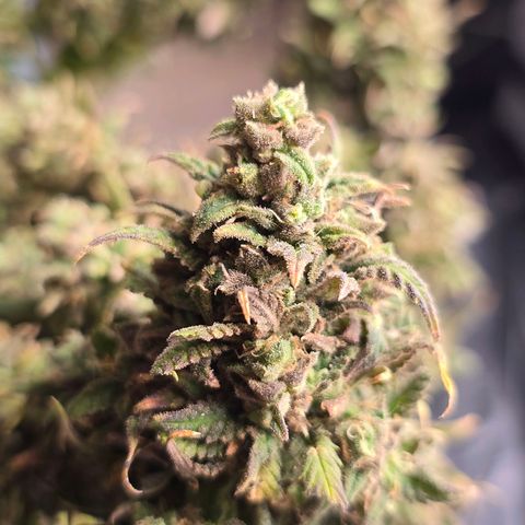 Critical    SCROG growlog timeline photo