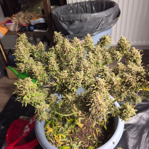Critical    SCROG growlog timeline photo