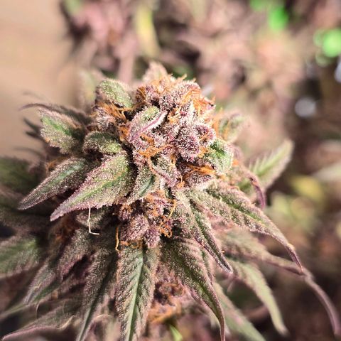 Cookies Gelato   SCROG growlog timeline photo