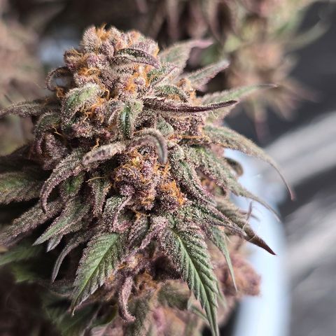 Cookies Gelato   SCROG growlog timeline photo