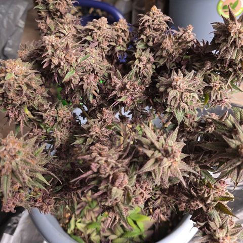 Cookies Gelato   SCROG growlog timeline photo