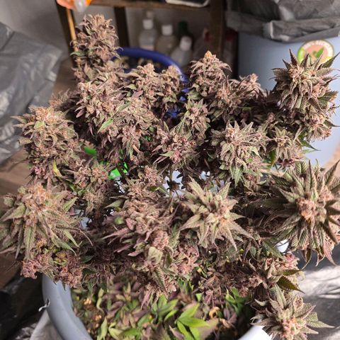 Cookies Gelato   SCROG growlog timeline photo