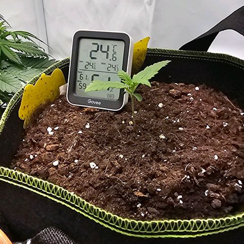 Apfel 2 growlog timeline photo