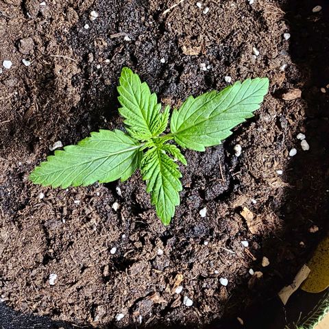 Apfel 2 growlog timeline photo