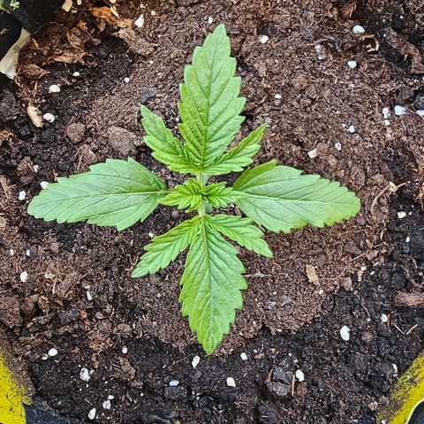 Apfel 2 growlog timeline photo