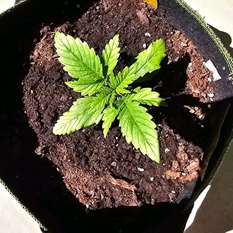 Apfel 2 growlog timeline photo