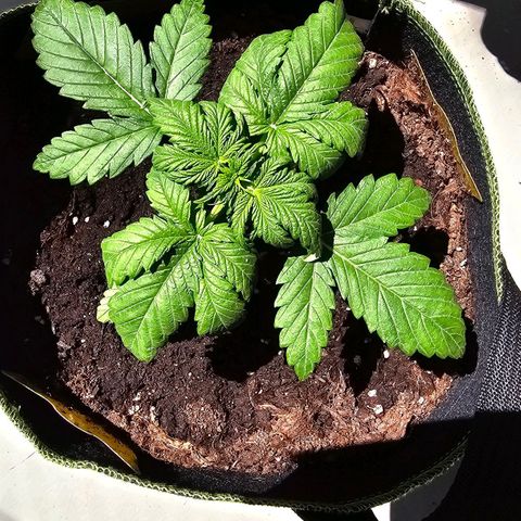 Apfel 2 growlog timeline photo