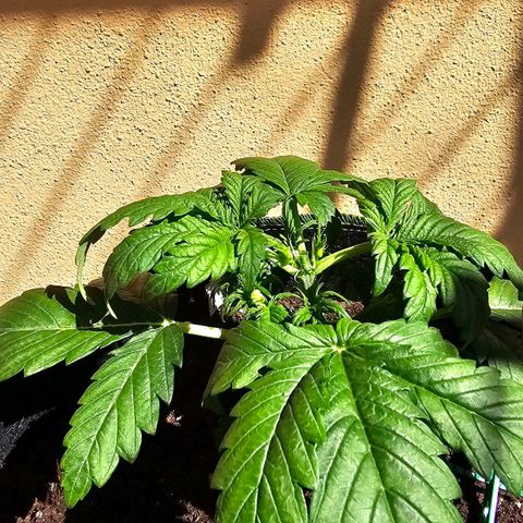 Apfel 2 growlog timeline photo