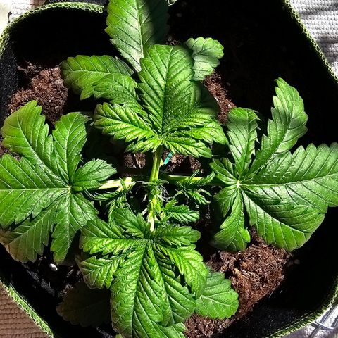 Apfel 2 growlog timeline photo