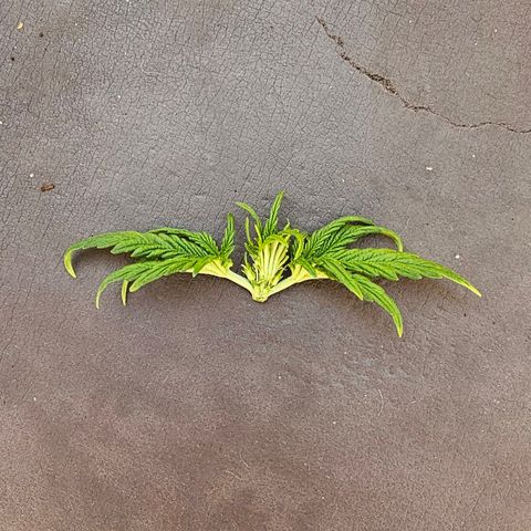 Apfel 2 growlog timeline photo