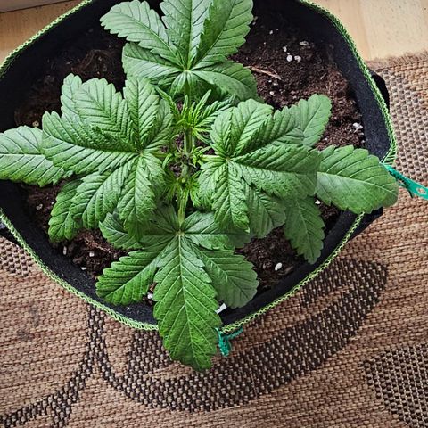 Apfel 2 growlog timeline photo