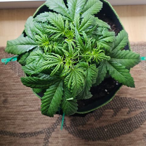 Apfel 2 growlog timeline photo