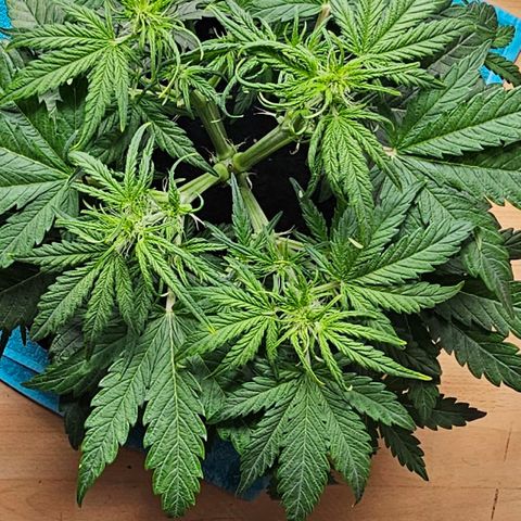 Apfel 2 growlog timeline photo