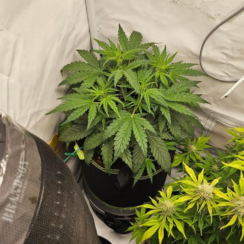 Apfel 2 growlog timeline photo