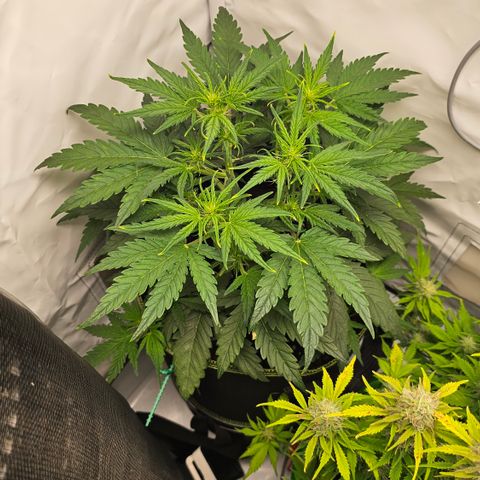 Apfel 2 growlog timeline photo
