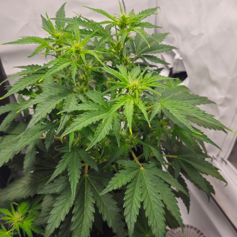 Apfel 2 growlog timeline photo