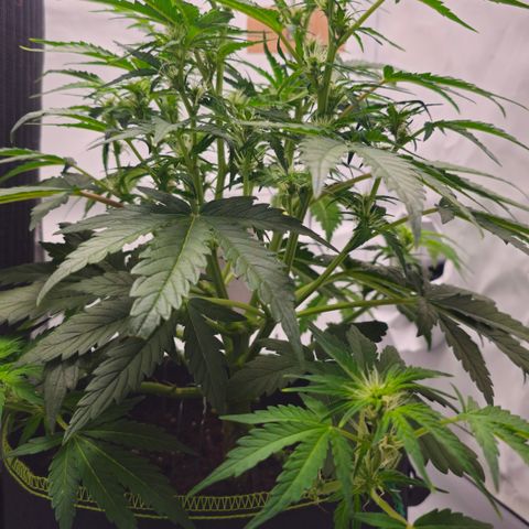 Apfel 2 growlog timeline photo