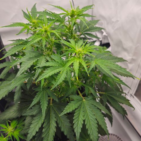 Apfel 2 growlog timeline photo