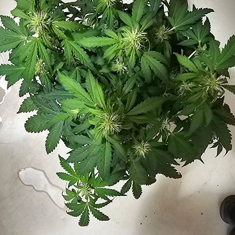 Apfel 2 growlog timeline photo