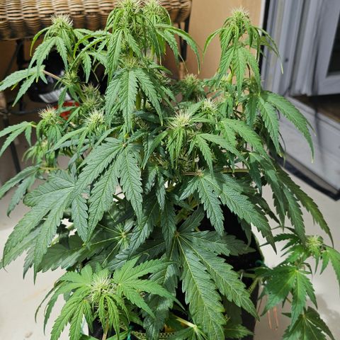 Apfel 2 growlog timeline photo