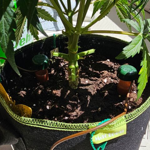 Apfel 2 growlog timeline photo