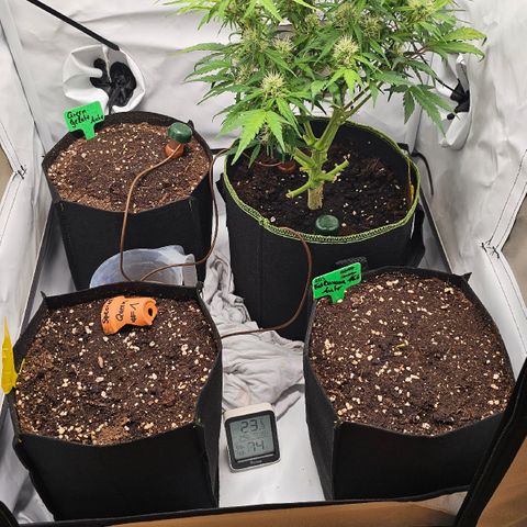 Apfel 2 growlog timeline photo