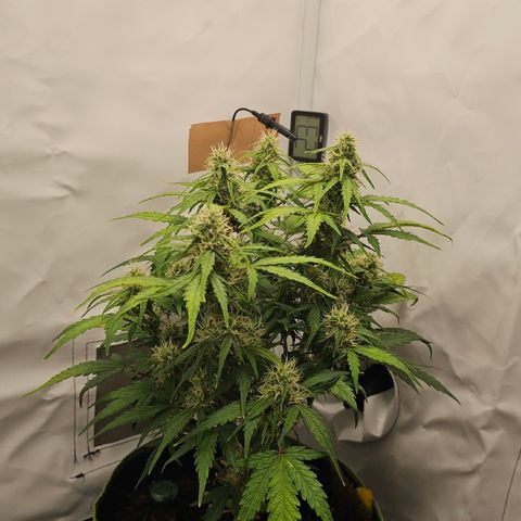 Apfel 2 growlog timeline photo