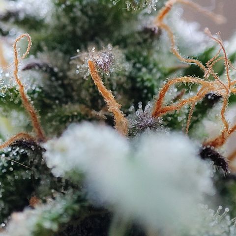 Apfel 2 growlog timeline photo