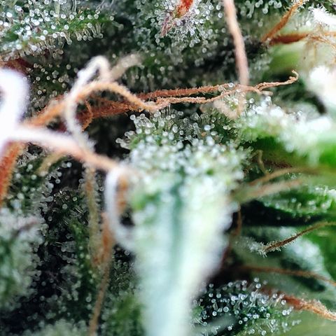 Apfel 2 growlog timeline photo