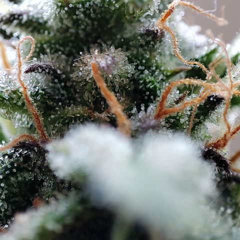 Apfel 2 growlog timeline photo