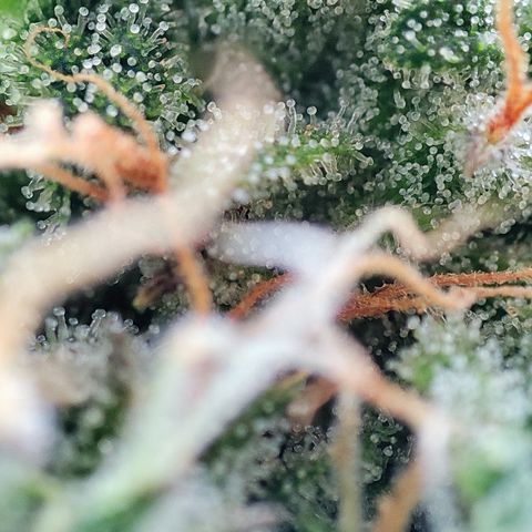 Apfel 2 growlog timeline photo