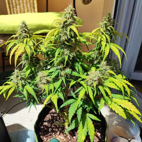 Apfel 2 growlog timeline photo