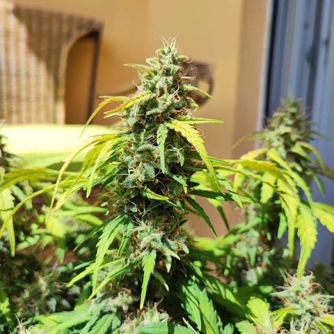 Apfel 2 growlog timeline photo