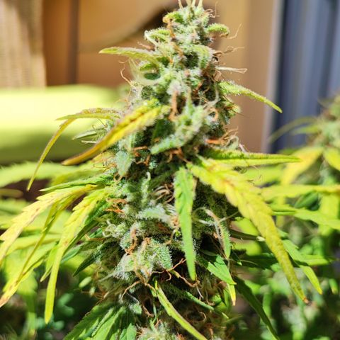Apfel 2 growlog timeline photo
