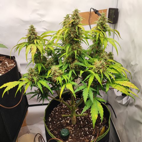 Apfel 2 growlog timeline photo
