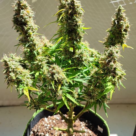 Apfel 2 growlog timeline photo