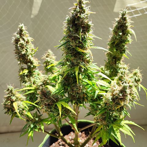 Apfel 2 growlog timeline photo