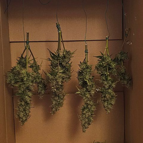 Apfel 2 growlog photo: Nass 191,48 gramm 