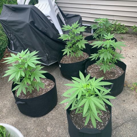 Zkittlez #1 growlog photo: They are all just under two feet. I topped them off this morning