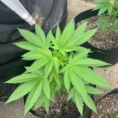 Zkittlez #1 growlog timeline photo