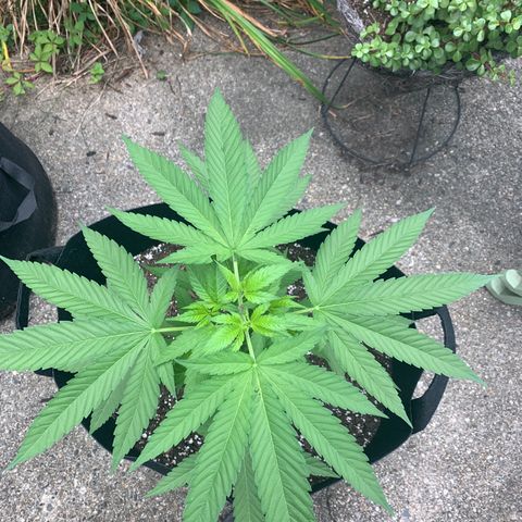 Zkittlez #1 growlog timeline photo