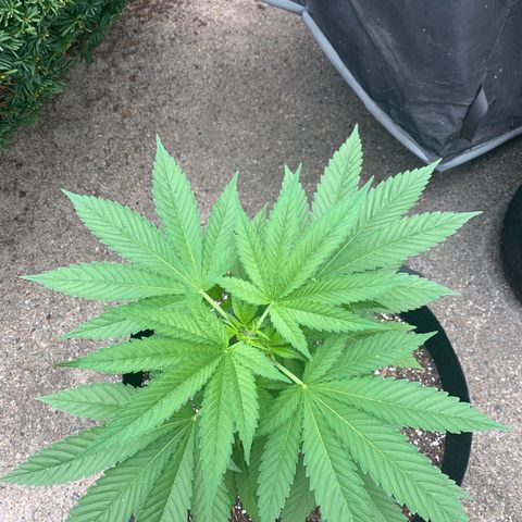Zkittlez #1 growlog timeline photo