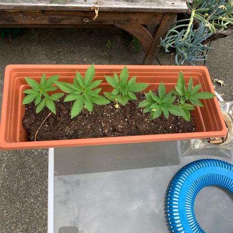 Zkittlez #1 growlog timeline photo