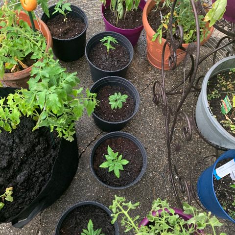Zkittlez #1 growlog timeline photo