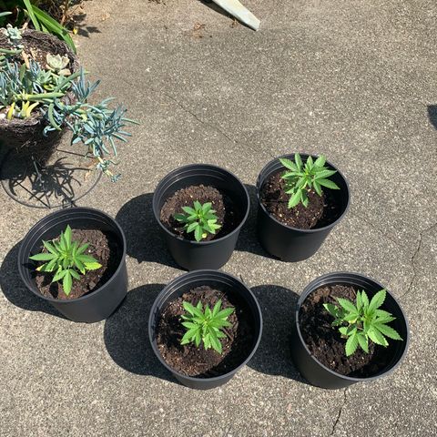 Zkittlez #1 growlog timeline photo