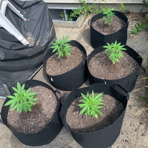 Zkittlez #1 growlog timeline photo