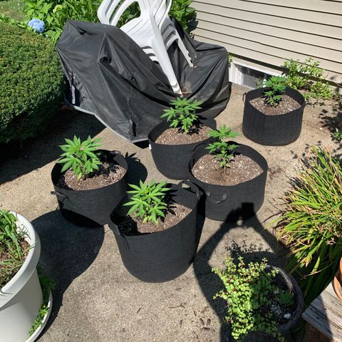Zkittlez #1 growlog timeline photo