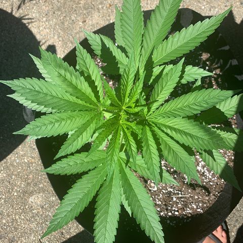 Zkittlez #1 growlog timeline photo